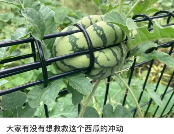 创高网 轻松一秒：街边的色情炒螺，到底怎么个色法？