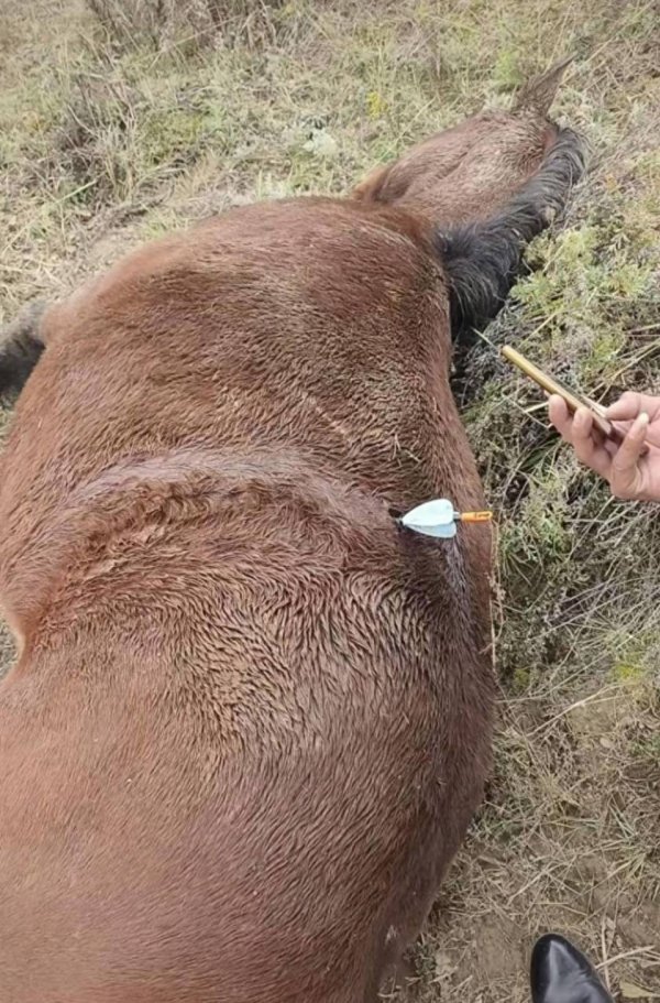 牛金财富 多地发生动物遭热成像无人机投箭射杀事件, 记者调查